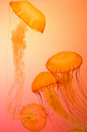 Fondo de pantalla de Medusas naranjas en el océano, fondos de pantalla, arte, naturaleza, belleza.