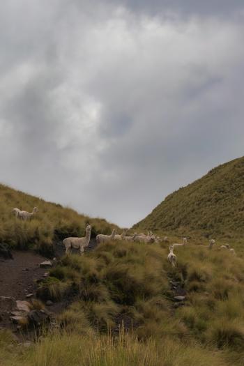 Fondo de pantalla de Alpacas en paisaje montañoso, naturaleza, fondo de pantalla, animales.