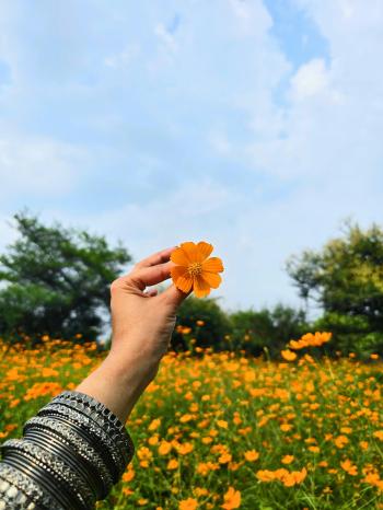 Fondo de pantalla de Flor naranja en campo, naturaleza, wallpapers, fondo de pantalla, belleza.