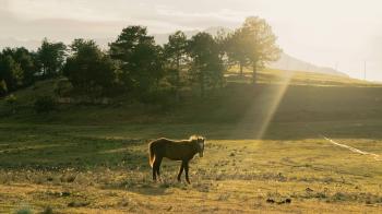 Fondo de pantalla de Caballo en paisaje sereno, naturaleza, fondo de pantalla, campo, luz.