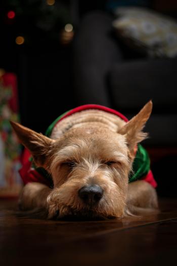 Fondo de pantalla de Perro durmiendo en Navidad, fondo de pantalla, mascotas, adorable, festivo.