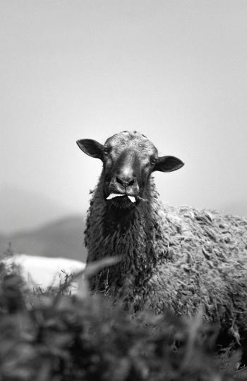 Fondo de pantalla de Oveja en blanco y negro, naturaleza, animales, fondo, paisaje.