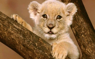 Fondo de pantalla de Free wallpaper animal cub lion