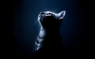 Fondo de pantalla de Fondo de pantalla gato viendo la luz