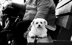 Fondo de pantalla de Fondo de perro sentado con su dueño