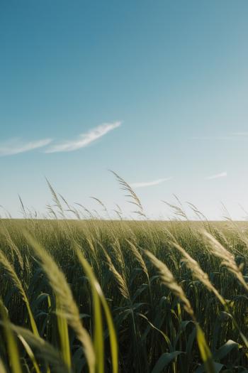 Fondo de pantalla de Campo abierto con hierba alta meciéndose al viento