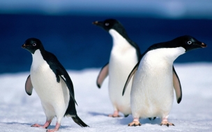 Fondo de pantalla de Fondo de pantalla pinguinos curiosos