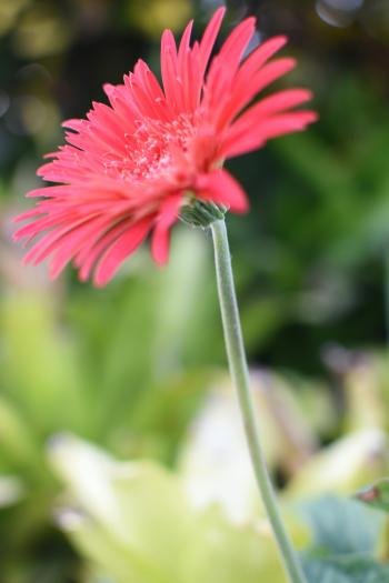 Fondo de pantalla de Imagen de Flor, Pétalo, Rojo