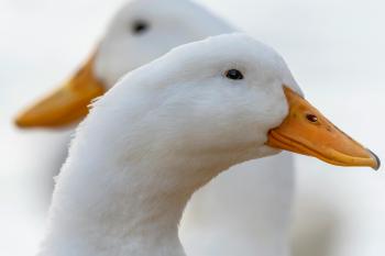 Fondo de pantalla de Imagen de Pájaro, Pico, Patos