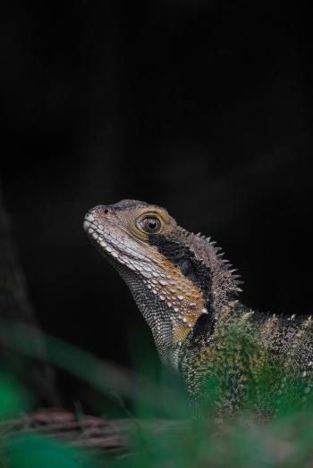 Fondo de pantalla de Imagen de Lagarto, Vertebrado, Reptil