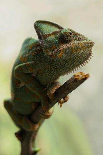 Fondo de pantalla de Imagen de Lagarto, Reptil, Iguanas