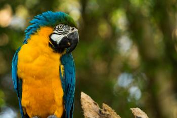 Fondo de pantalla de Imagen de Pájaro, Verde, Guacamayo