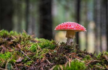 Fondo de pantalla de Imagen de Verde, Ingrediente, Rojo