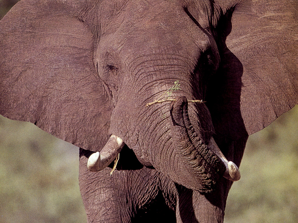 Fondo de pantalla cabeza de elefante bebe
