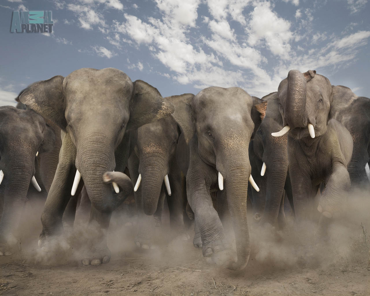Fondo de pantalla carrera de elefantes
