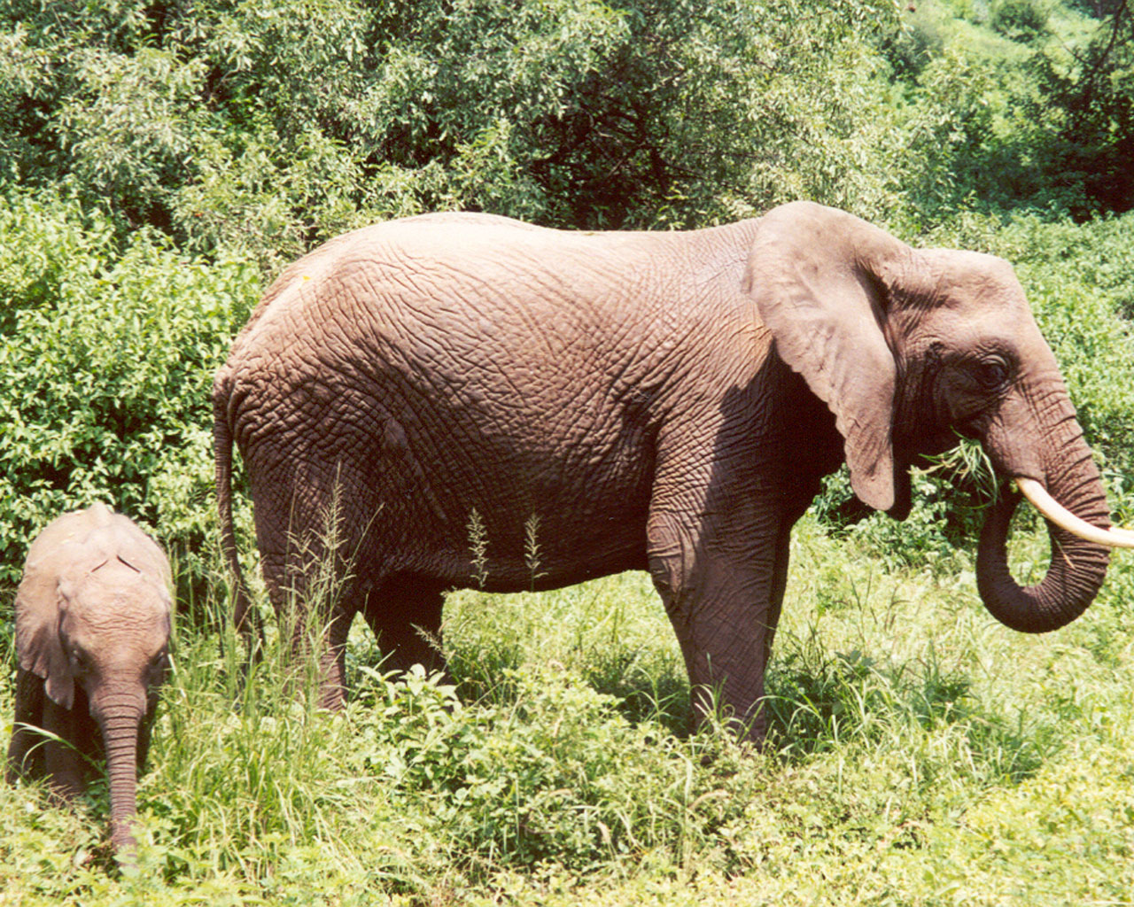 Fondo de pantalla elefantes alimentandose