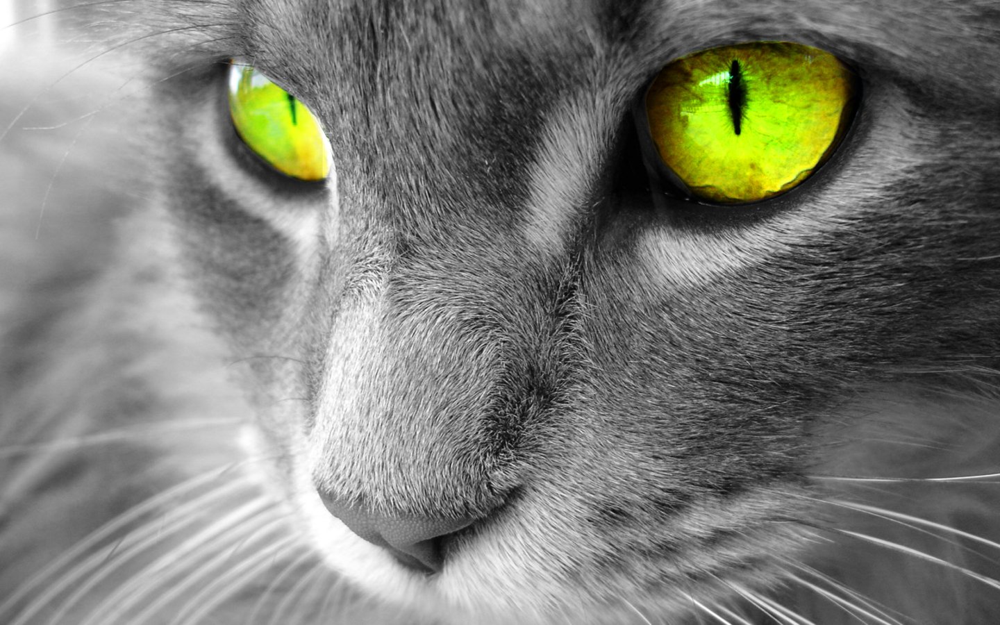 Fondo de pantalla gato con ojos lindos