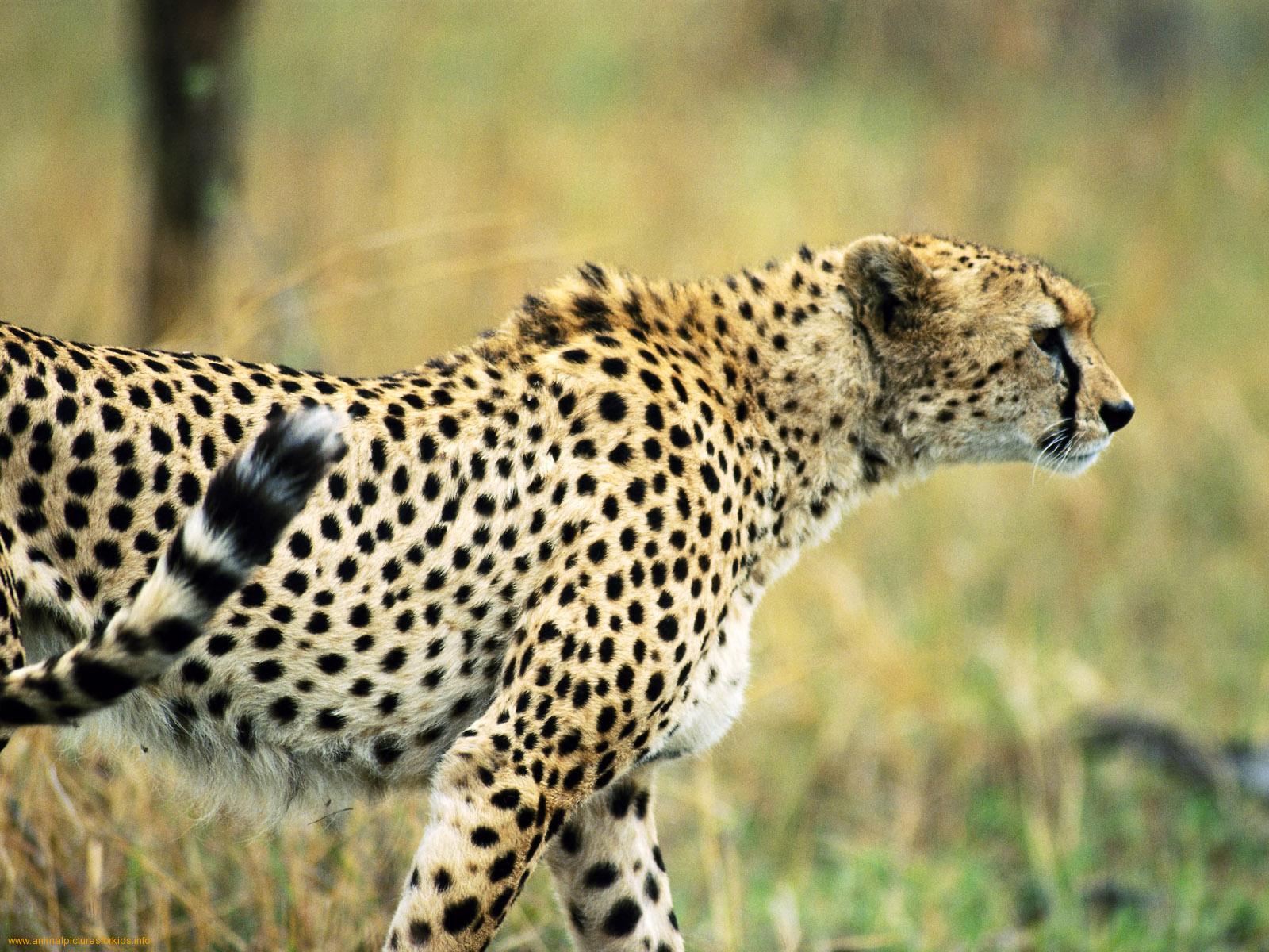 Fondo de pantalla gepardo cazando