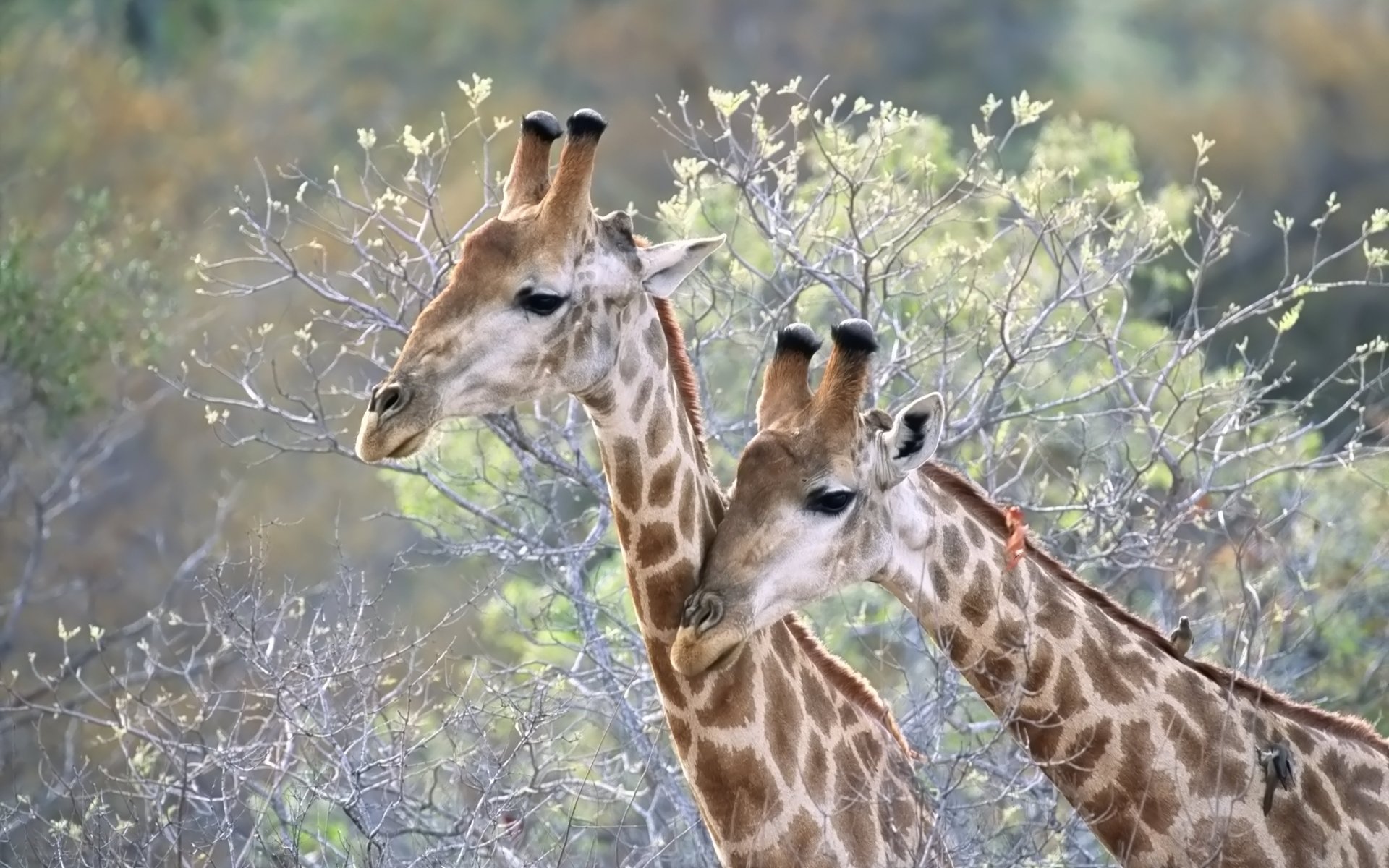 Fondo de pantalla jirafas comiendo