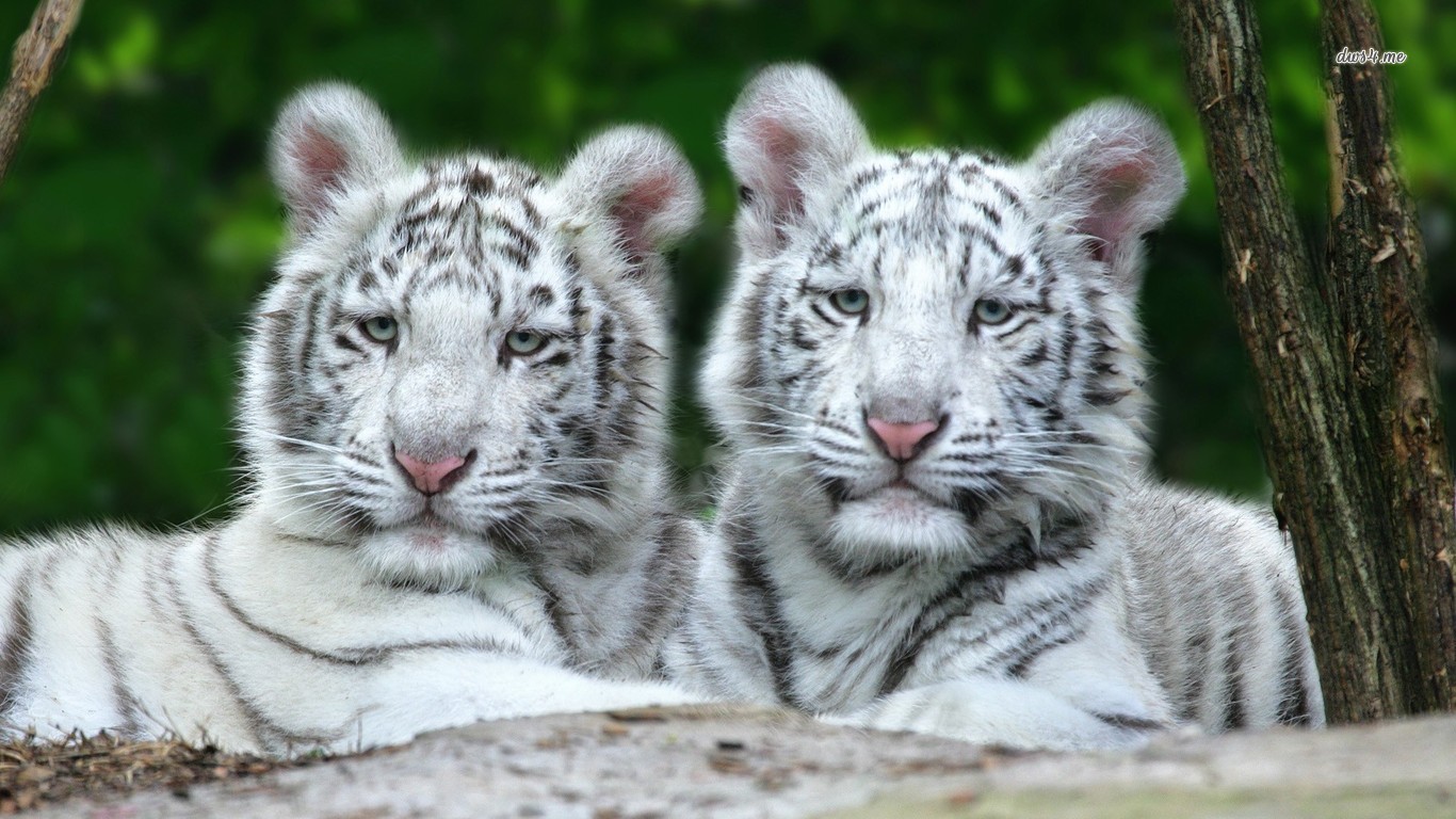 Fondo de pantalla tigres blancos