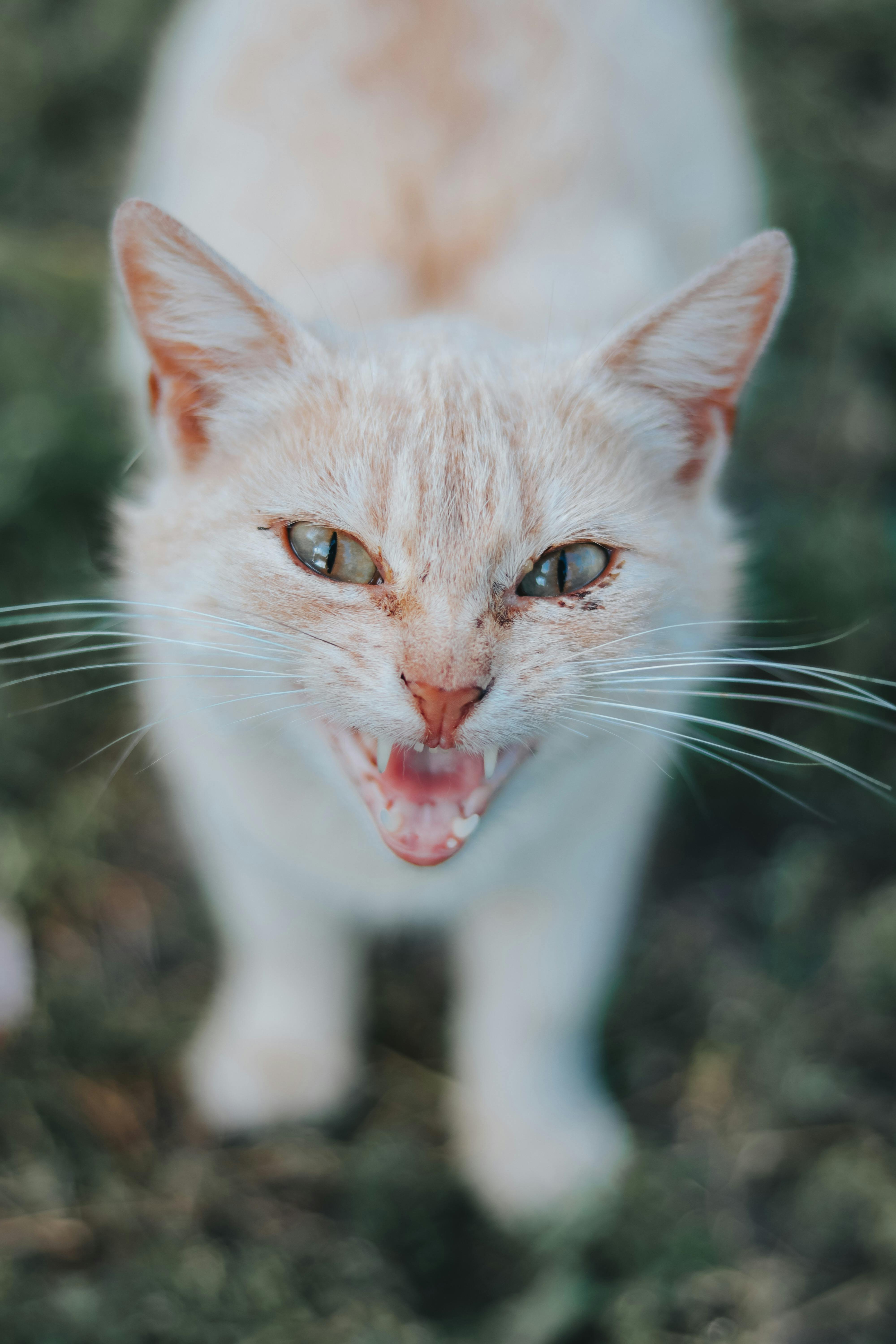 Imagen de Gato, Félidos, Bigotes