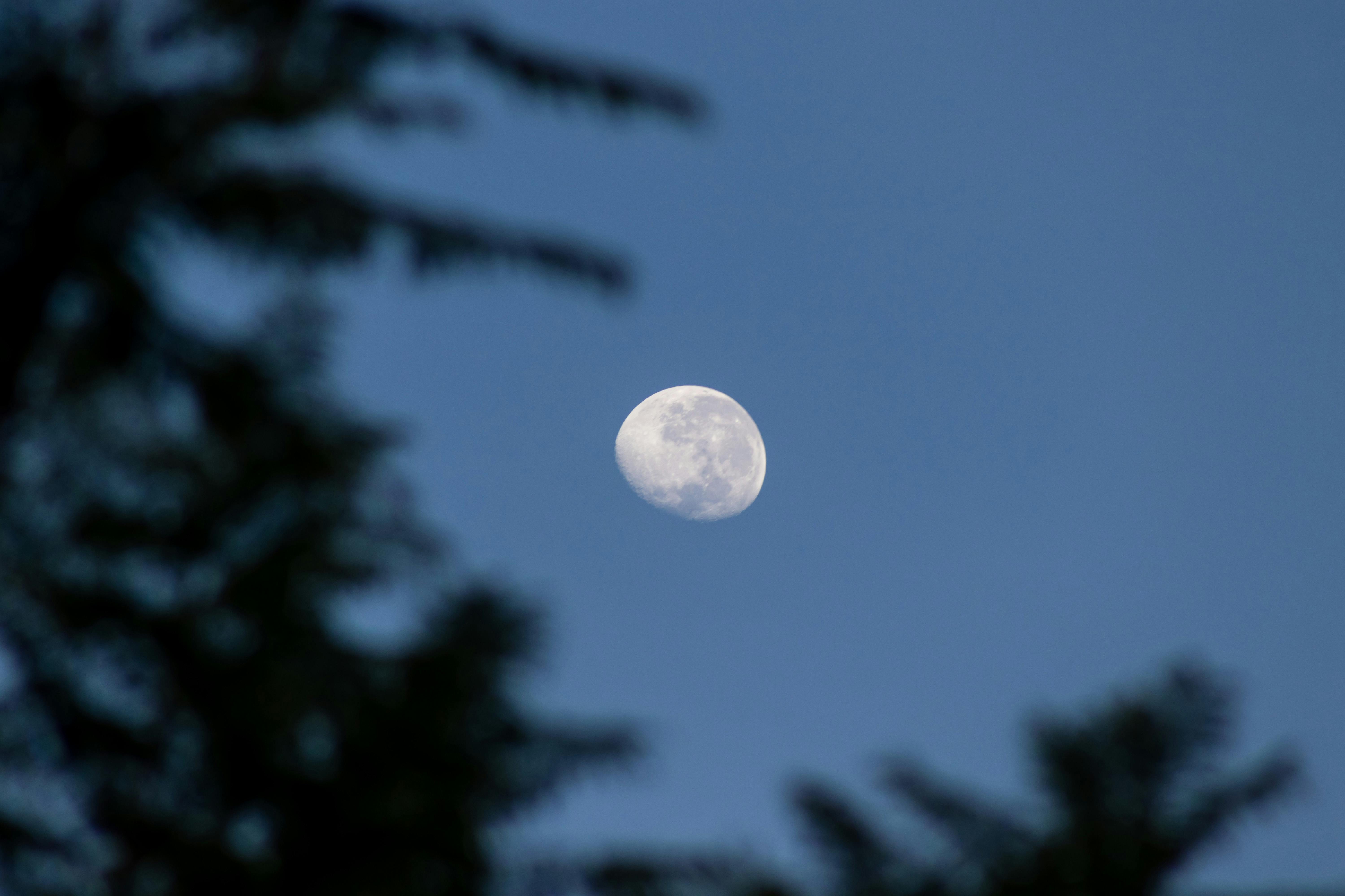 Imagen de Luna, Entorno natural, Rama