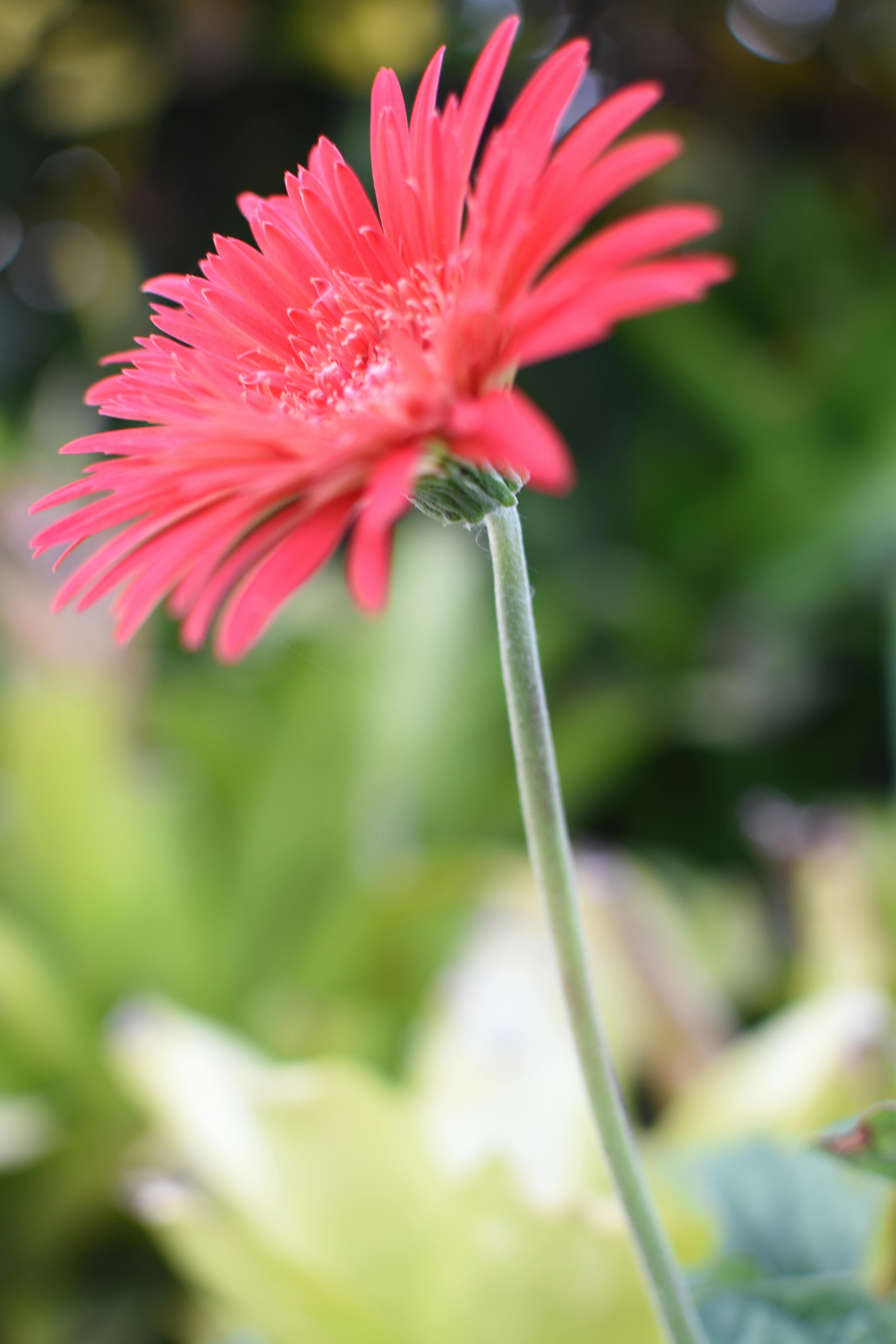 Imagen de Flor, Pétalo, Rojo