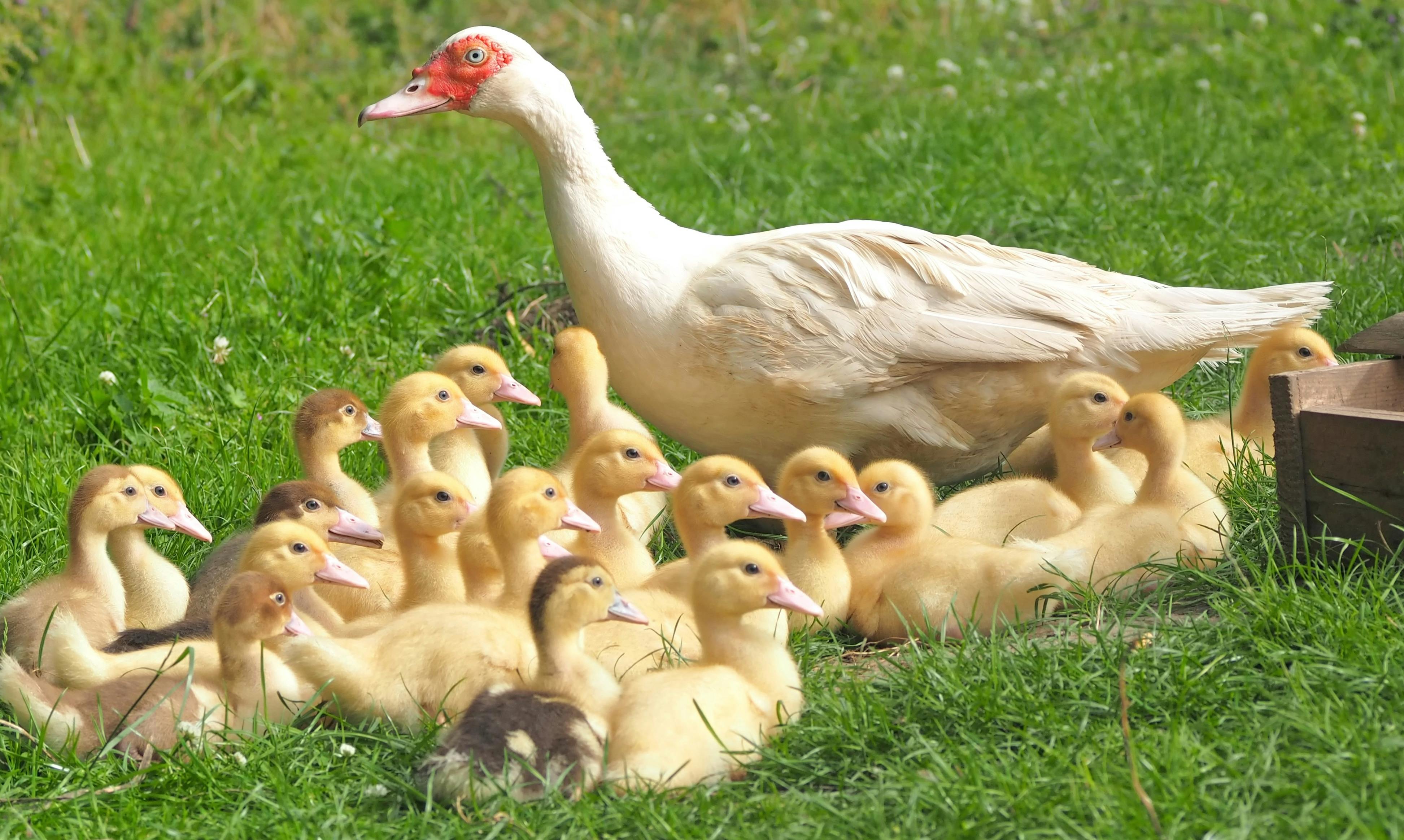 Imagen de Pájaro, Pico, Patos