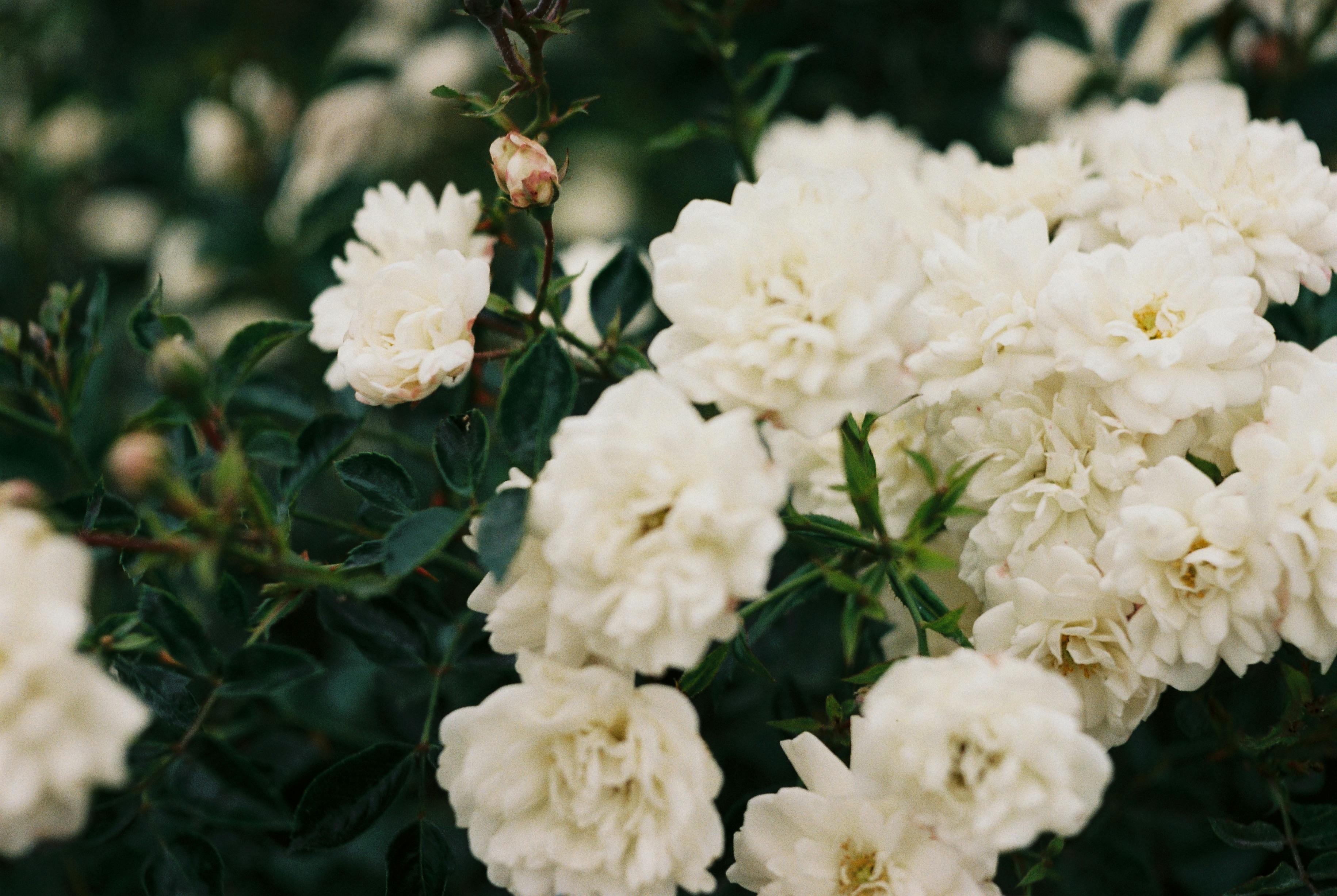 Imagen de Flor, Pétalo, Blanco