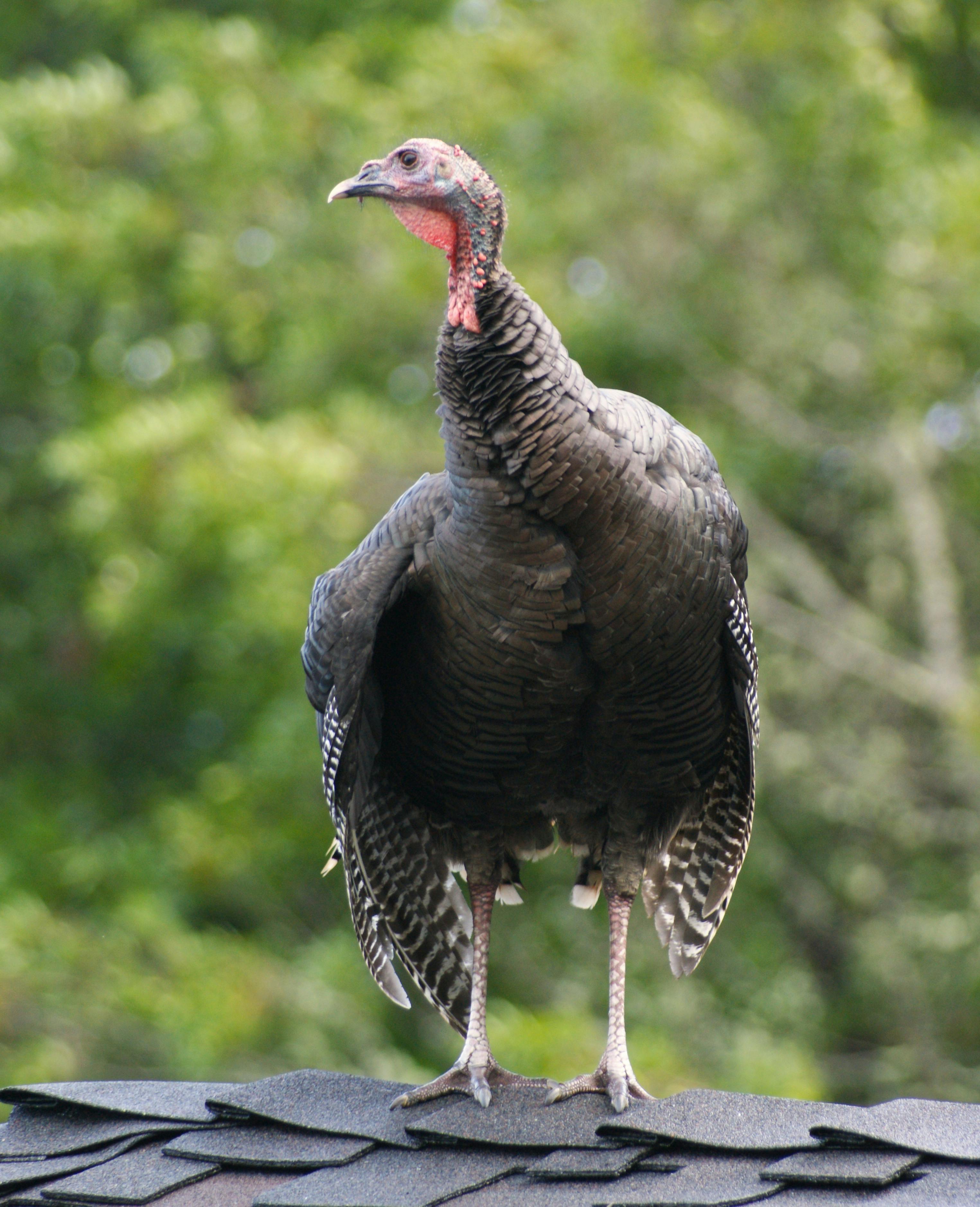 Imagen de Pájaro, Pico, Pavo