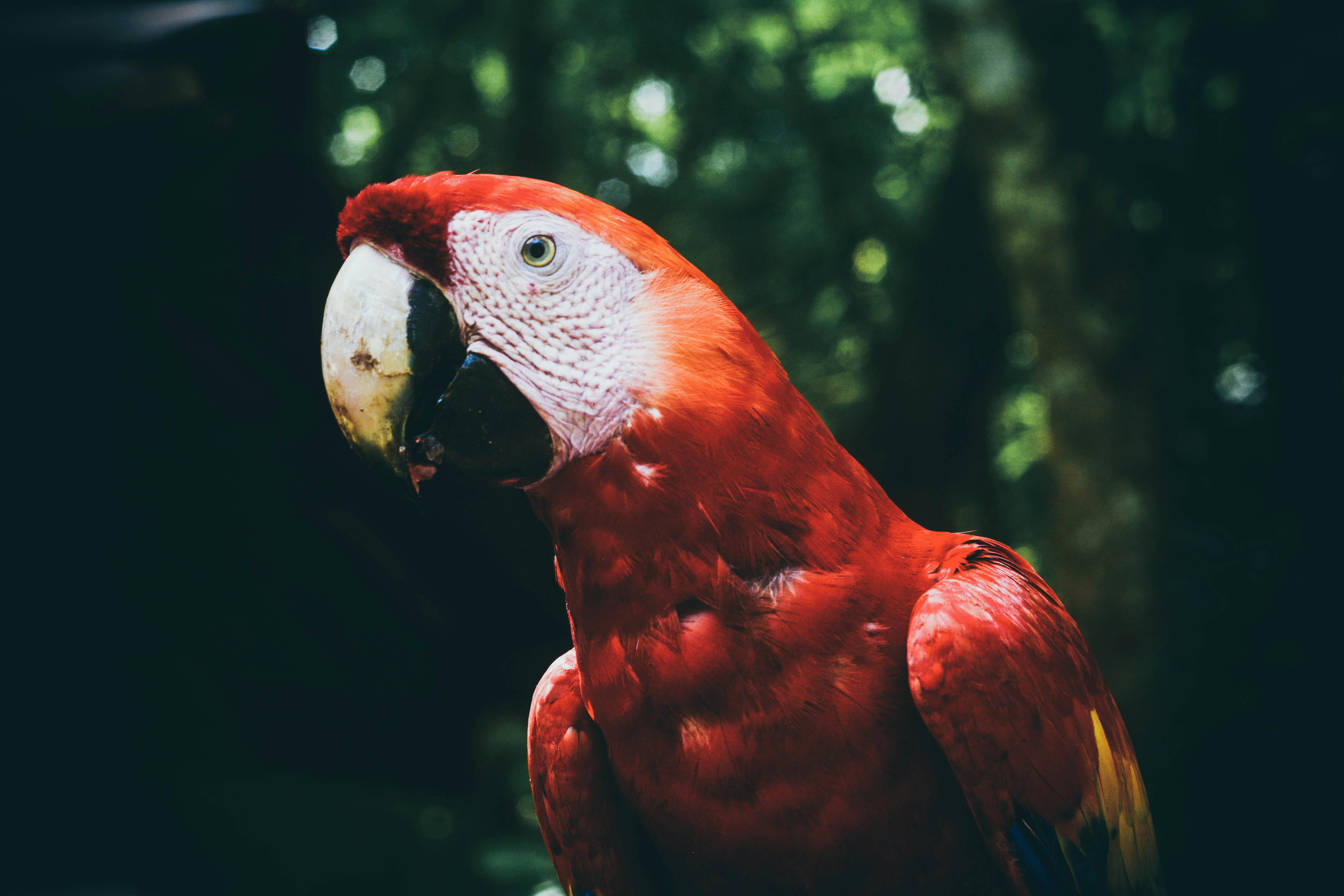 Imagen de Pájaro, Rojo, Pico