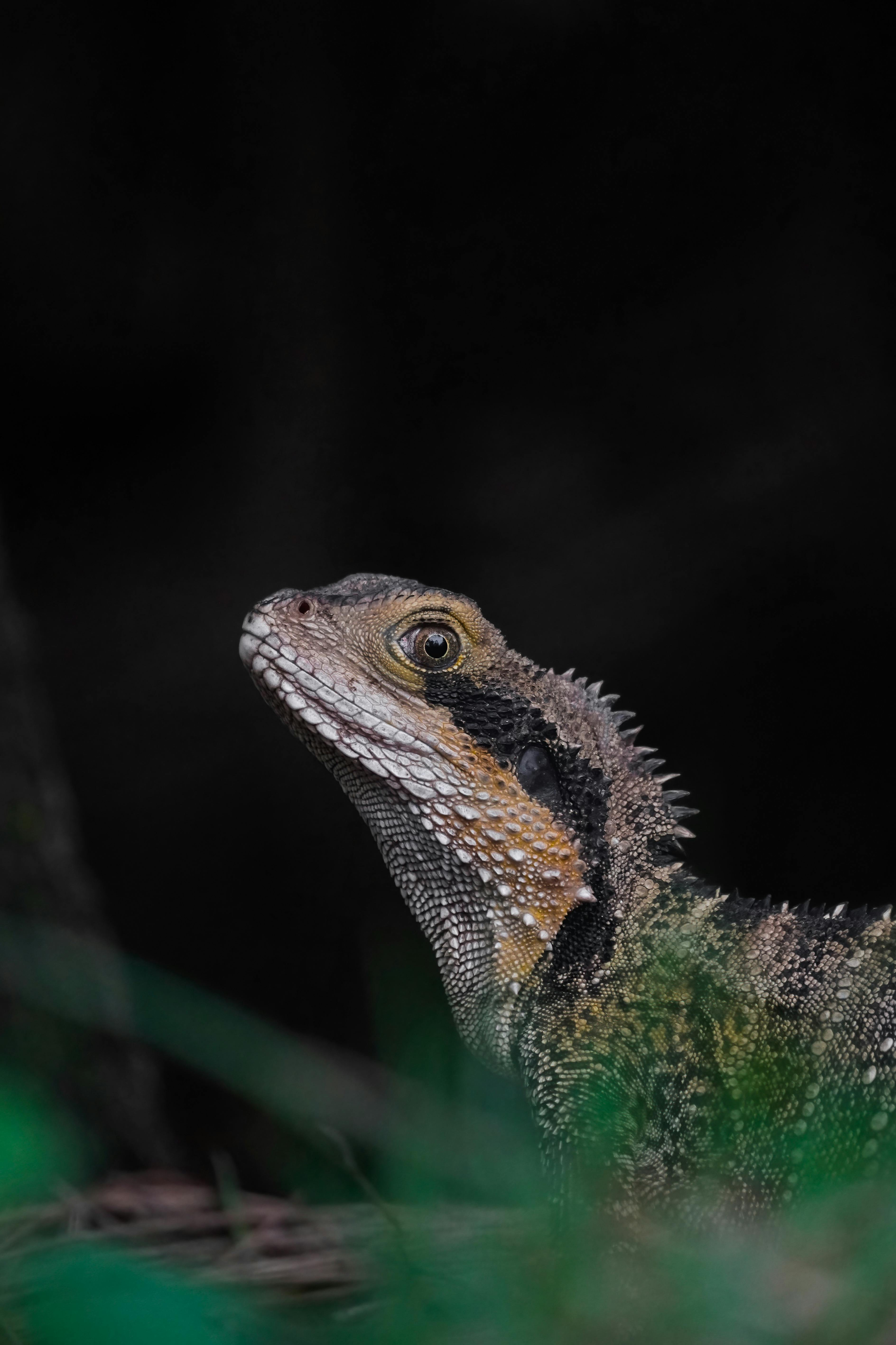 Imagen de Lagarto, Vertebrado, Reptil