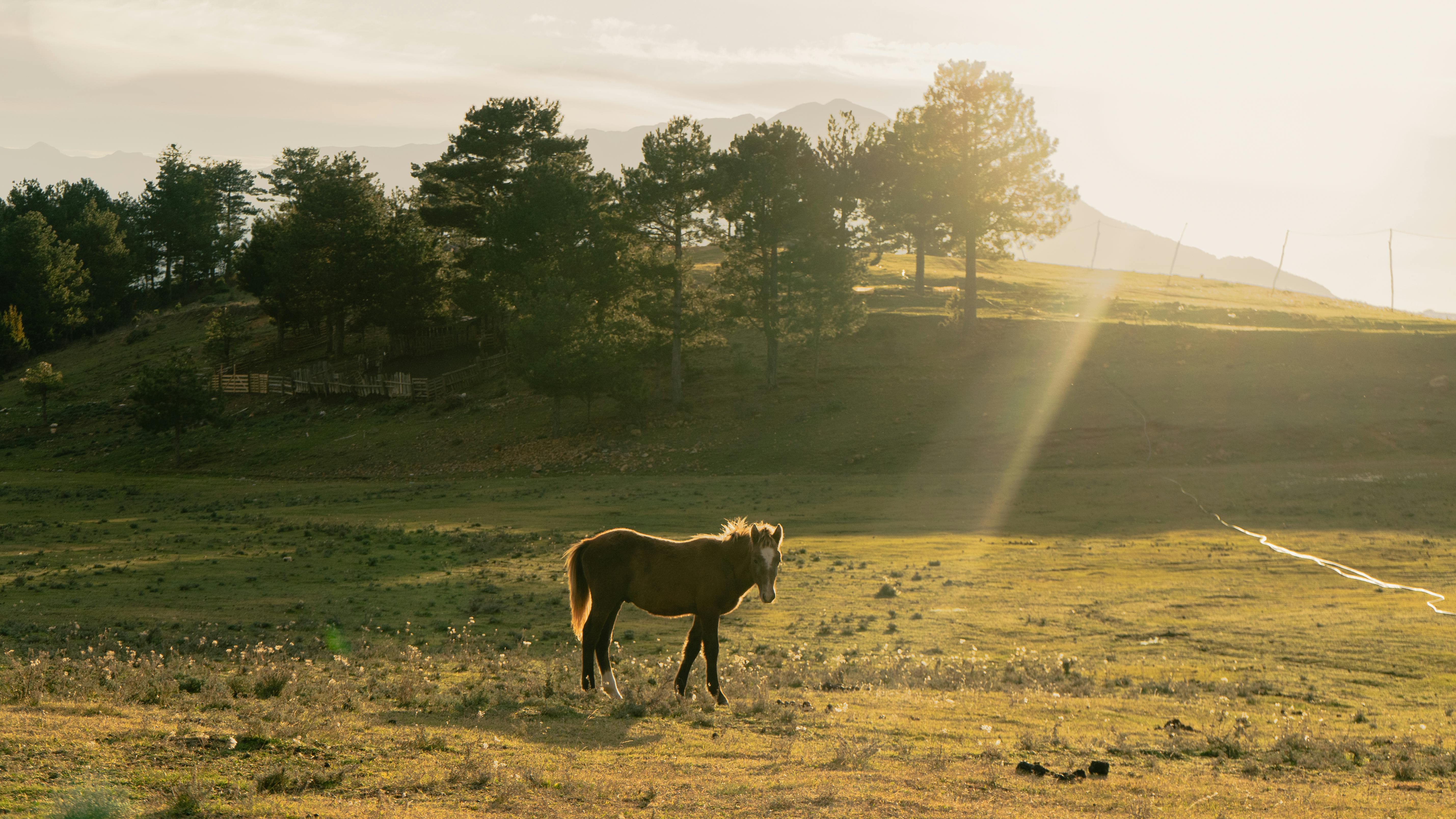 Caballo en paisaje sereno, naturaleza, fondo de pantalla, campo, luz.