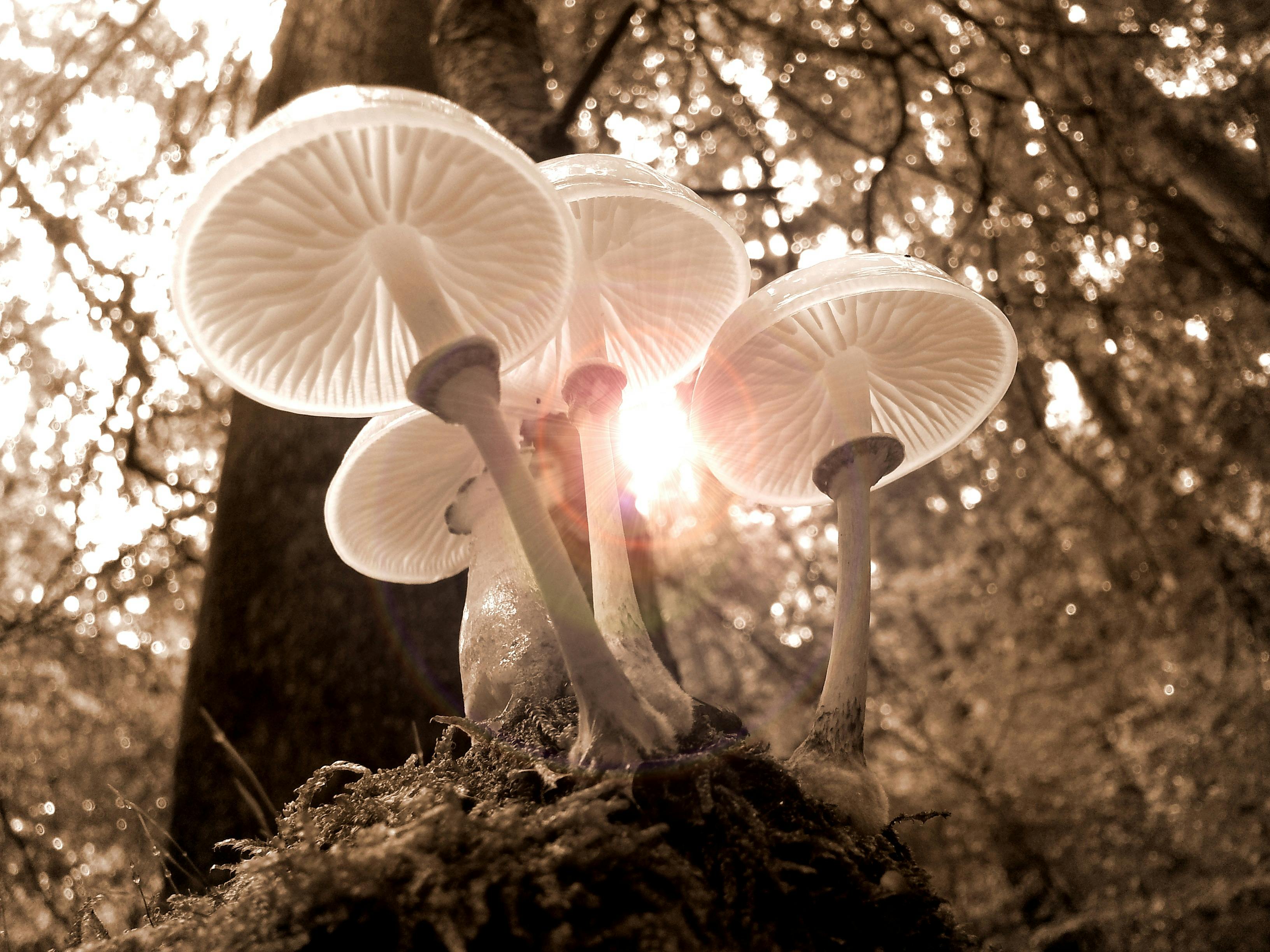 Imagen de Fotografía, Hongo, Naturaleza