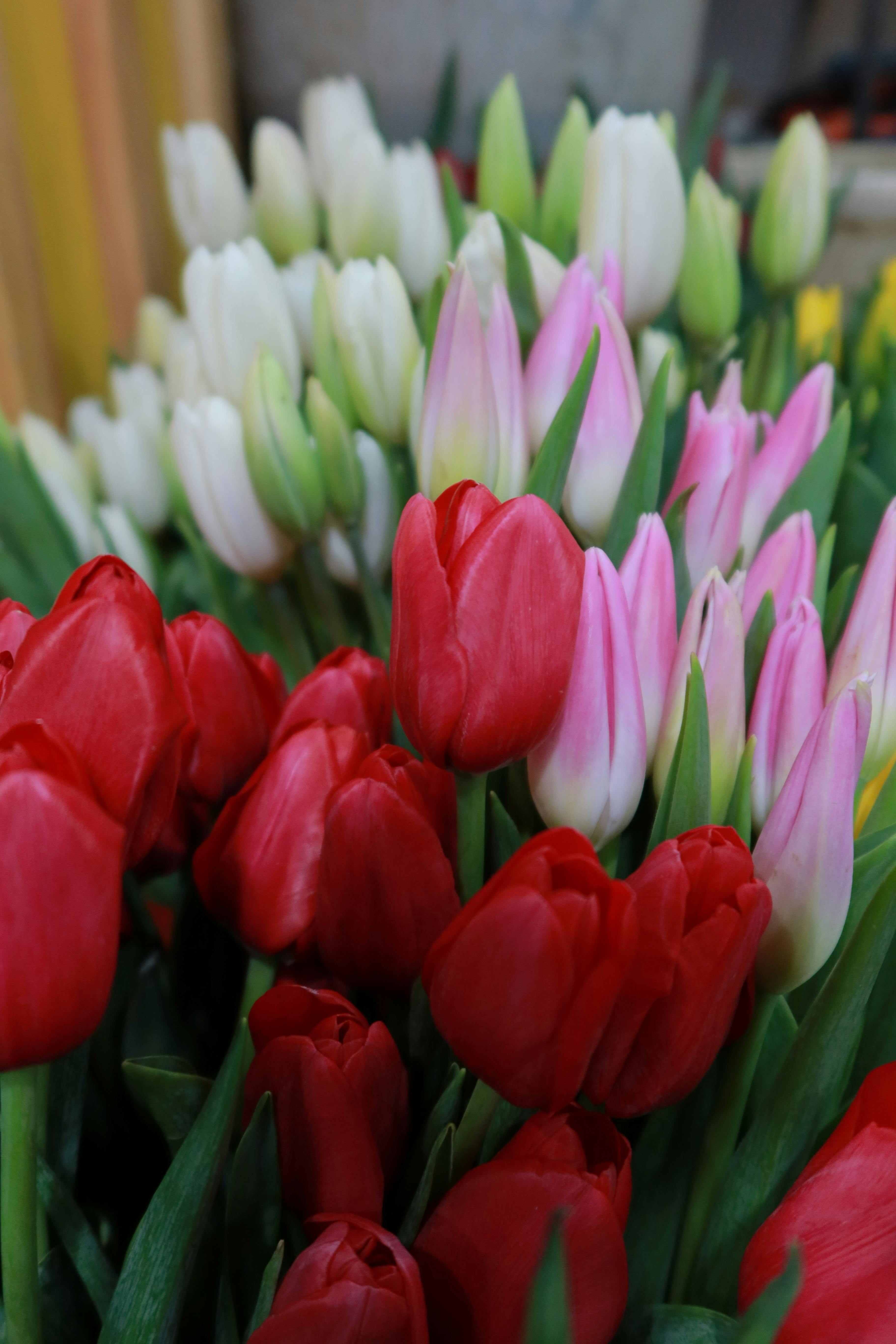 Imagen de Flor, Pétalo, Rojo