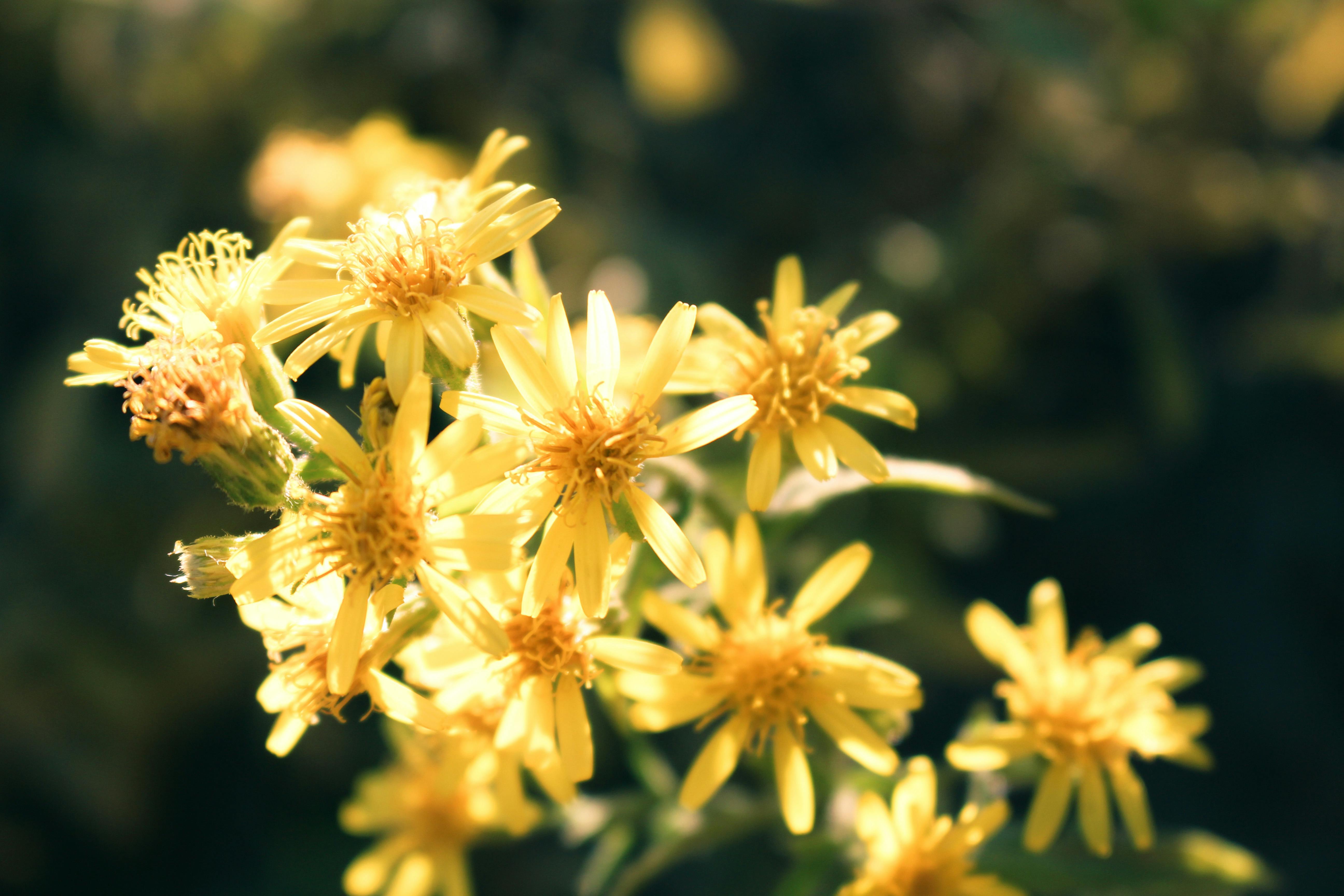 Imagen de Flor, Pétalo, Amarillo