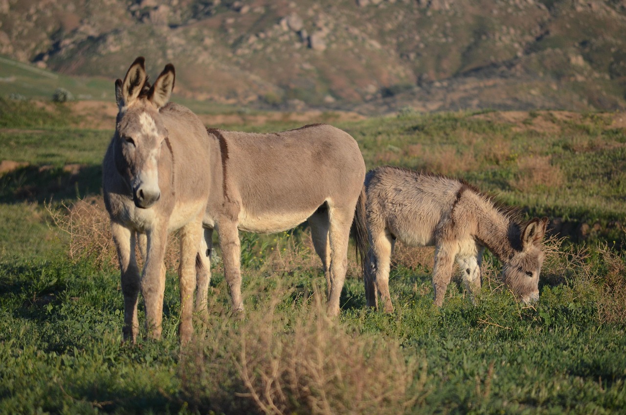 Fondo de Pantalla de pixabay_3357651.jpg